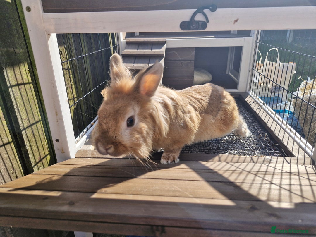 Lionhead rabbits for sale: Lionhead rabbit  - Image 8