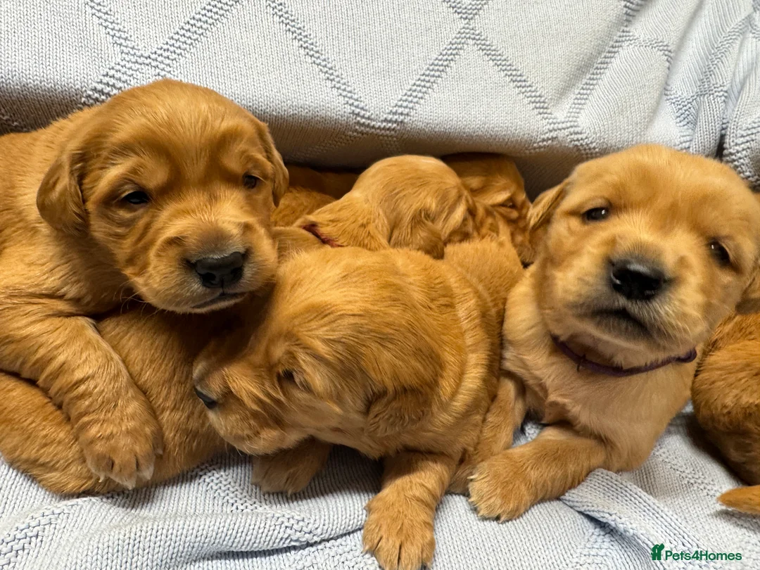 Golden Retriever dogs for sale: DARK RED KC GOLDEN RETRIEVER PUPS ❤️ - Advert 4