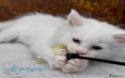 Maine Coon cats for sale: Championship line GCCF Maine Coon kittens  - Image 10