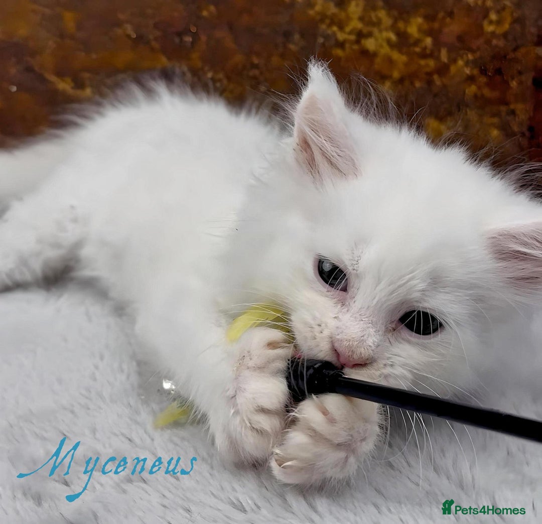 Maine Coon cats for sale: Championship line GCCF Maine Coon kittens  - Image 10