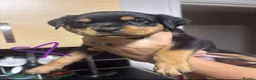 Rottweiler dogs for sale: READY TO GO! Rottweiler puppies  - Advert 17