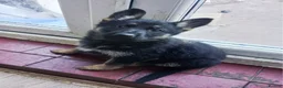 German Shepherd dogs for sale: German Shepard pups for sale - Advert 4