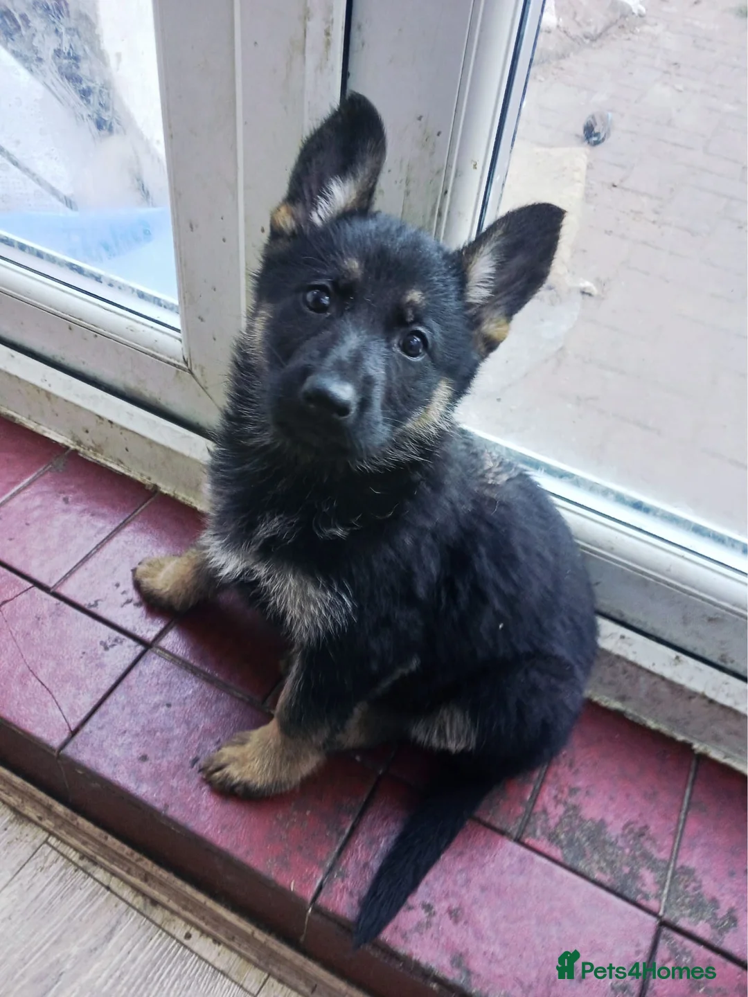 German Shepherd dogs for sale: German Shepard pups for sale - Advert 4