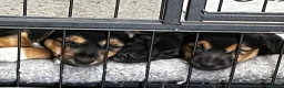 Jack Russell dogs for sale: Adorable Jack Russel pups for sale 3 boys in Rugeley - Advert 1
