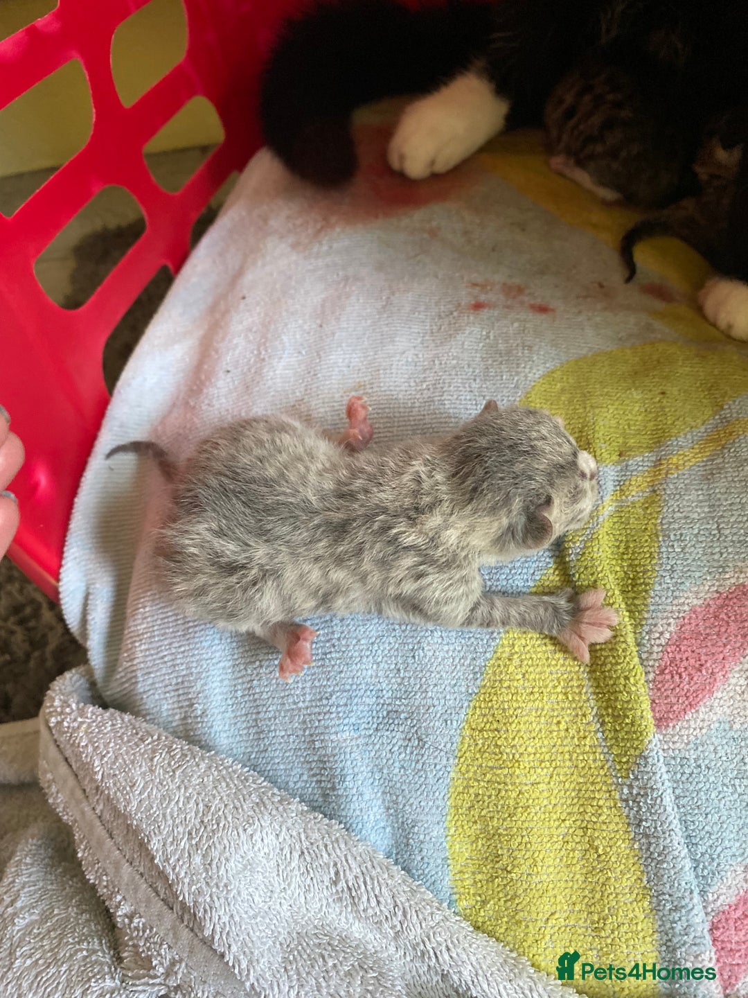 British Shorthair cats for sale: 4 beautiful kittens - Image 5