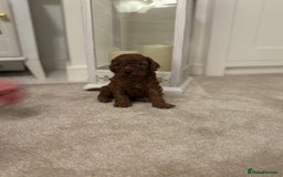 Cockapoo dogs for sale: Red Cockapoo puppies - Advert 7