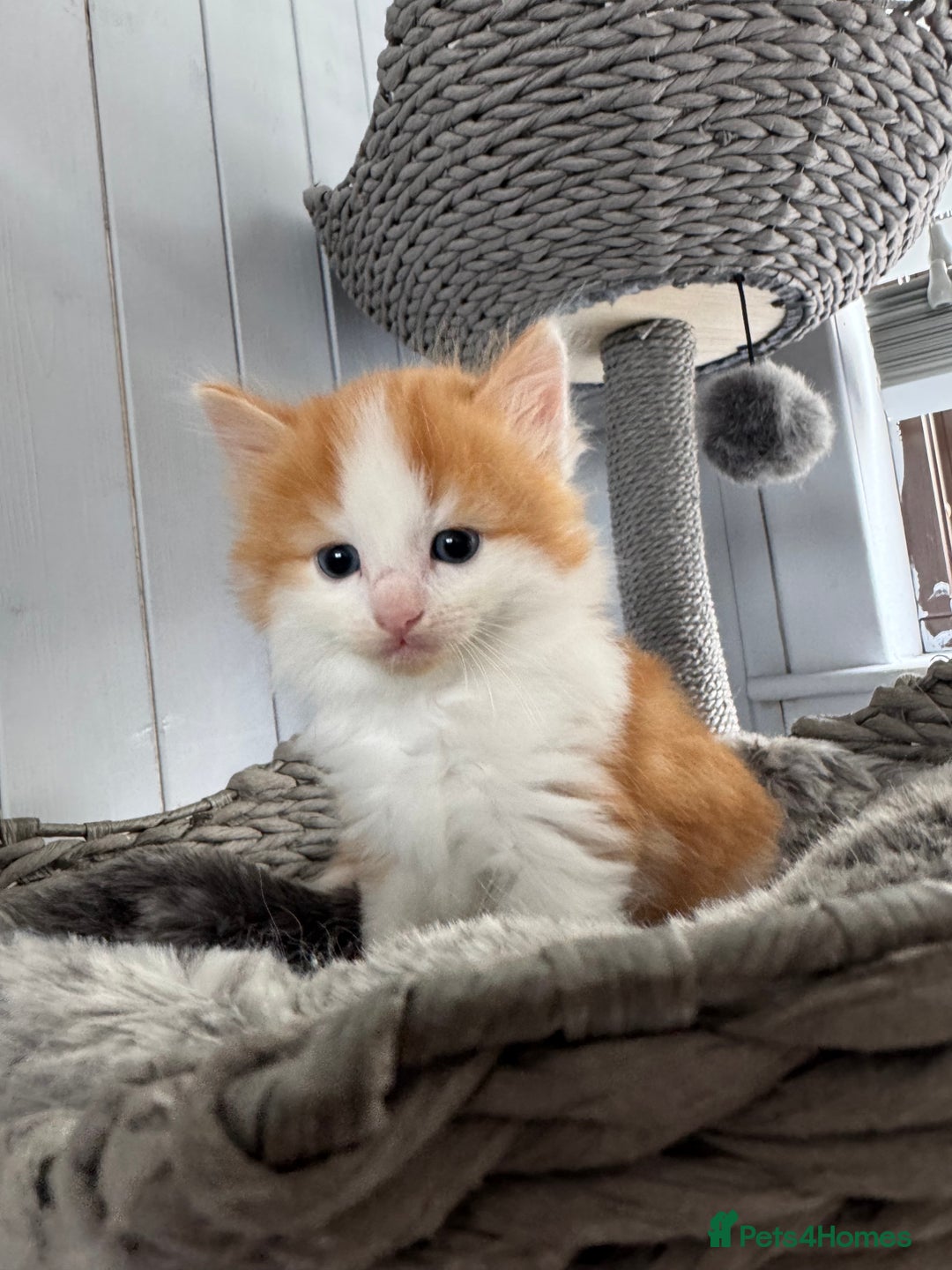 British Longhair cats for sale: Ragdoll x British long haired (calico) kittens - Image 4