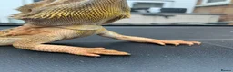 Bearded Dragon reptiles for sale: Bearded Dragon for Sale in Southend-on-Sea - Advert 2