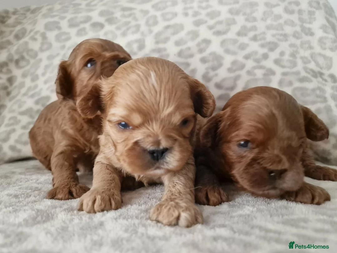 Cavapoo dogs for sale: Quality F1 Cavapoos - Advert 2