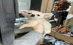 Pomchi dogs for sale: Pomchi puppys  - Image 4