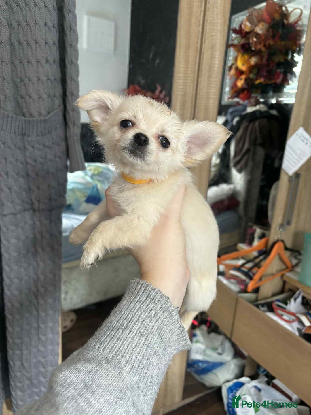 Pomchi dogs for sale: Pomchi puppys  - Image 4