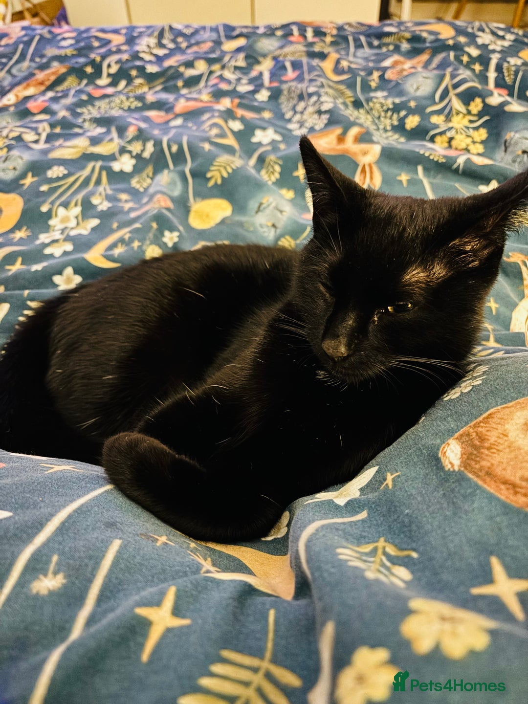 British Shorthair cats for sale: Black female kitten  - Advert 1