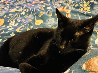 British Shorthair cats Black female kitten - Advert 1