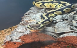 Python Snake reptiles for sale: 3x snakes with vivs complete set up - Image 2