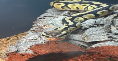 Python Snake reptiles - Advert 6