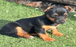 Jack Russell dogs for sale: Short haired, short legged jack Russells - Image 7