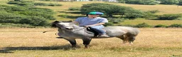 Welsh Section A horses for sale: Riding Welsh Section A  - Advert 7