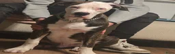 American Bulldog dogs for sale: 8 and a half month old American bulldog  in Wotton-under-Edge - Advert 3