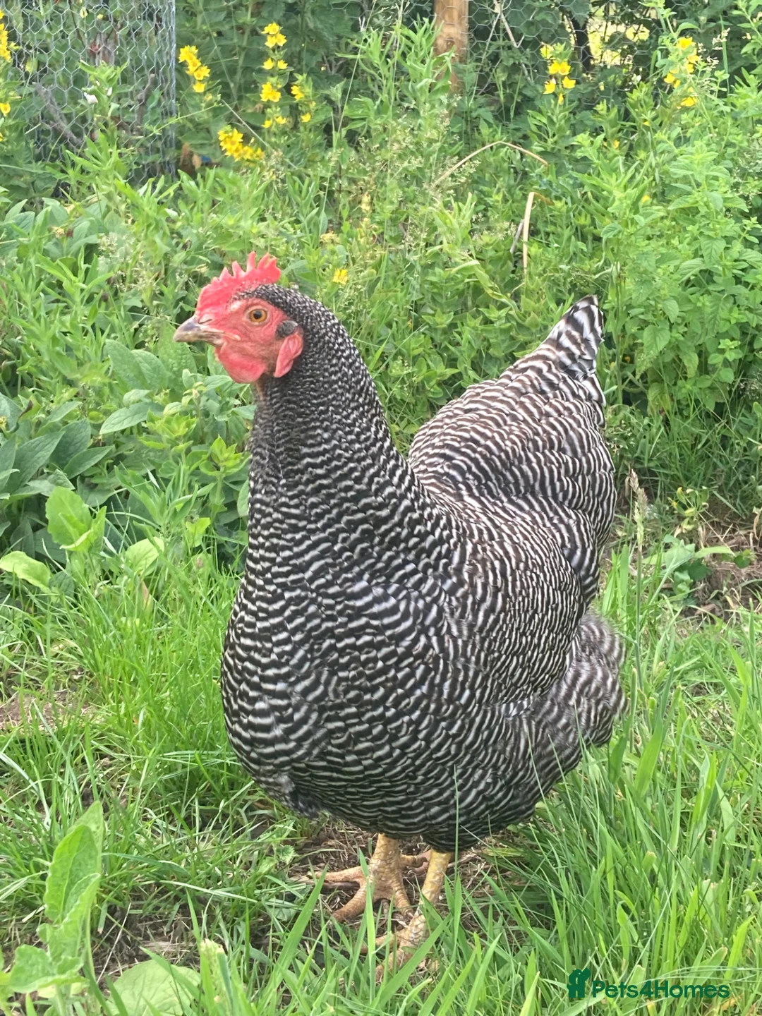 Chickens poultry for sale: 3 Plymouth Rock hens in Norwich - Advert 1