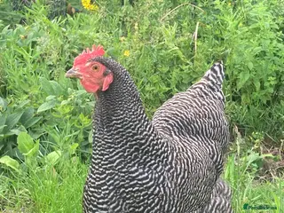 Chickens poultry 3 Plymouth Rock hens - Advert 1