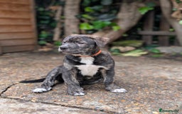 Mixed Breed dogs for sale: Two beautiful Staffy x Husky puppies  - Image 17