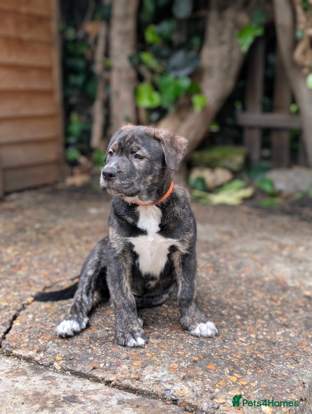 Mixed Breed dogs for sale: Two beautiful Staffy x Husky puppies  - Image 17