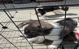 Akita dogs for sale: Akita pups Ready to leave 1st August  in Runcorn - Image 28