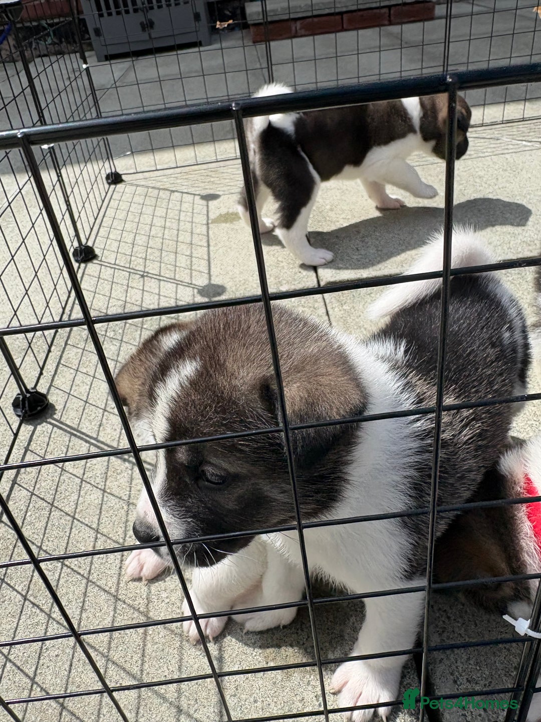 Akita dogs for sale: Akita pups Ready to leave 1st August  in Runcorn - Image 28