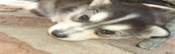 Pomsky dogs for sale: ❤️ POMSKY PUPPIES READY NOW ❤️ in Port Talbot - Advert 20