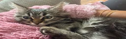 Mixed Breed cats for sale: 🐾 6 Beautiful Bengal × British Longhair Kittens🐾 - Advert 27