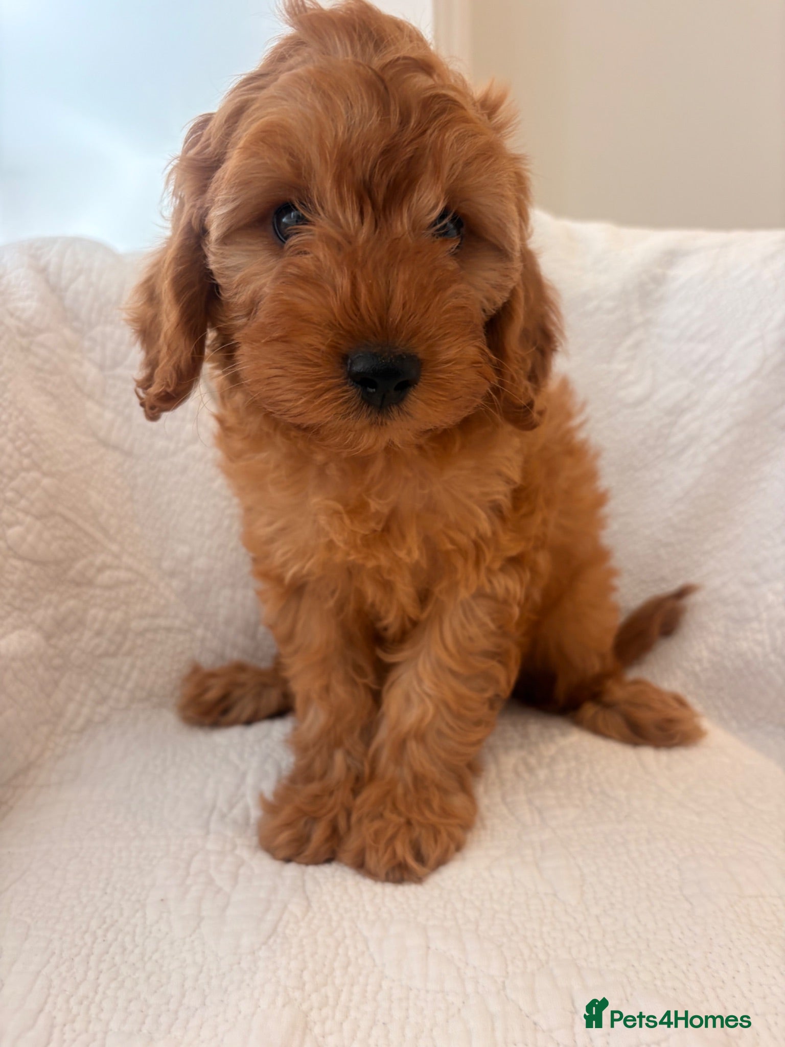 Cavapoo dogs LICENSED BREEDER HEALTH TESTED CAVAPOOS - Advert 2
