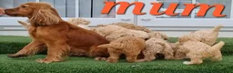 Cockapoo dogs for sale: ⚜️Pure Quality Cockapoos ⚜️ - Advert 36