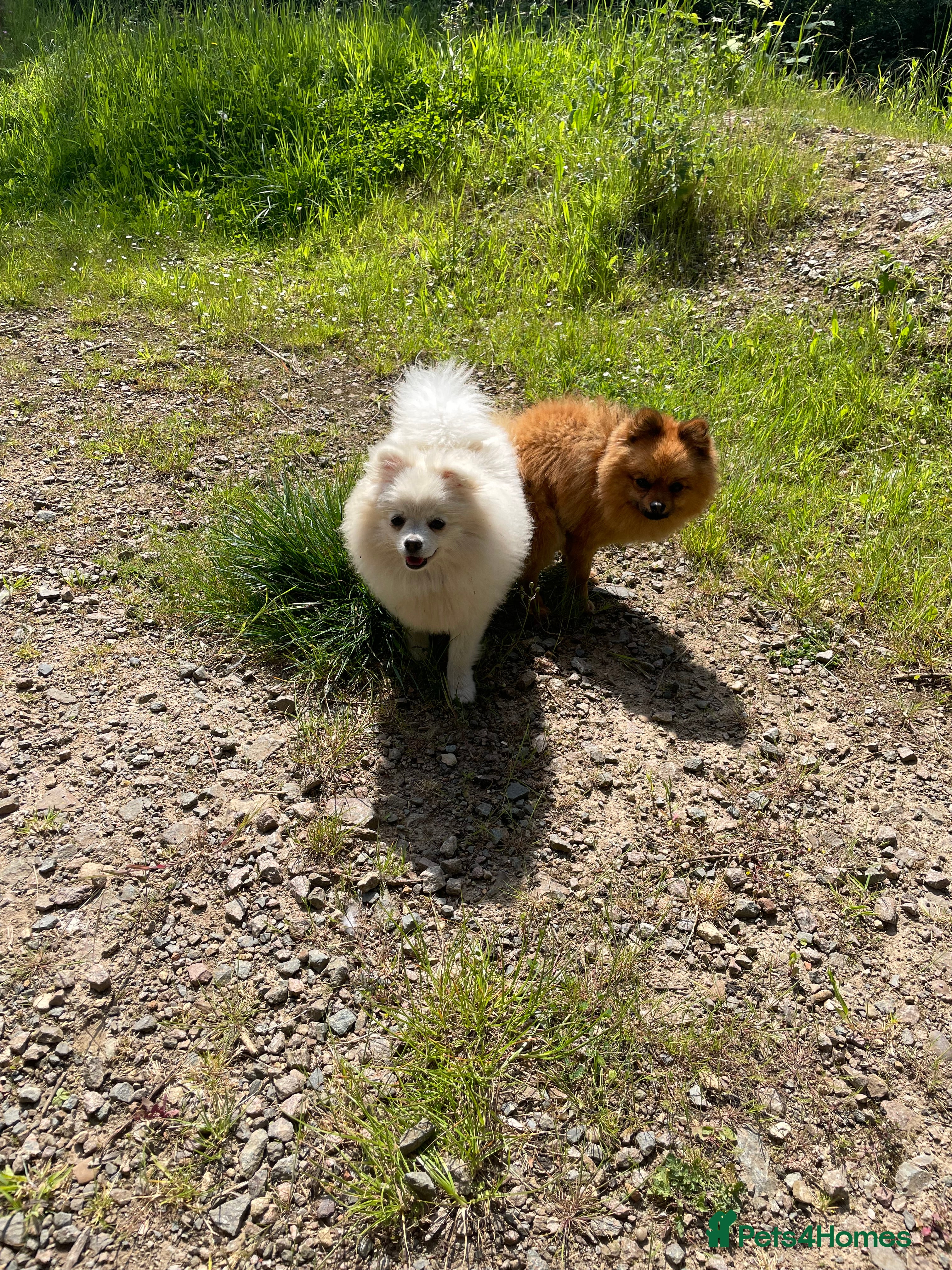 Pomeranian dogs Beautiful 2 year old white fluffly pom  - Advert 1