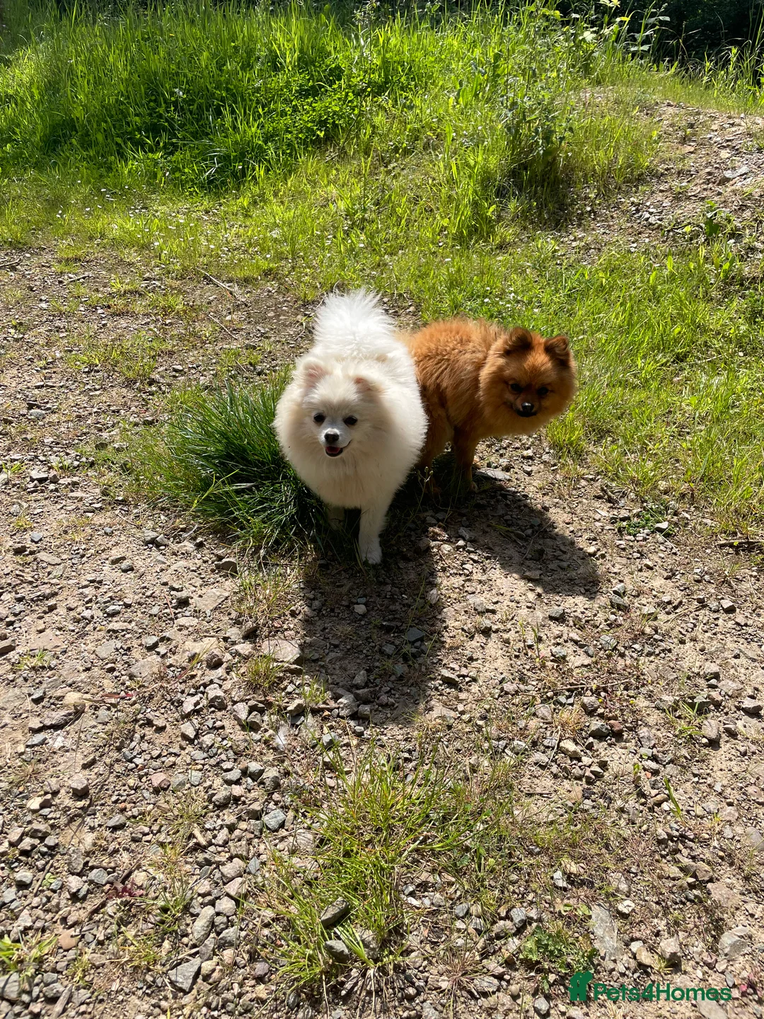 Pomeranian dogs for sale: Beautiful 2 and half year old white fluffly pom  - Advert 1