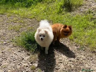 Pomeranian dogs Beautiful 2 year old white fluffly pom - Advert 1