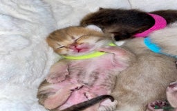 British Shorthair cats for sale: Chunky British shorthair  - Advert 14