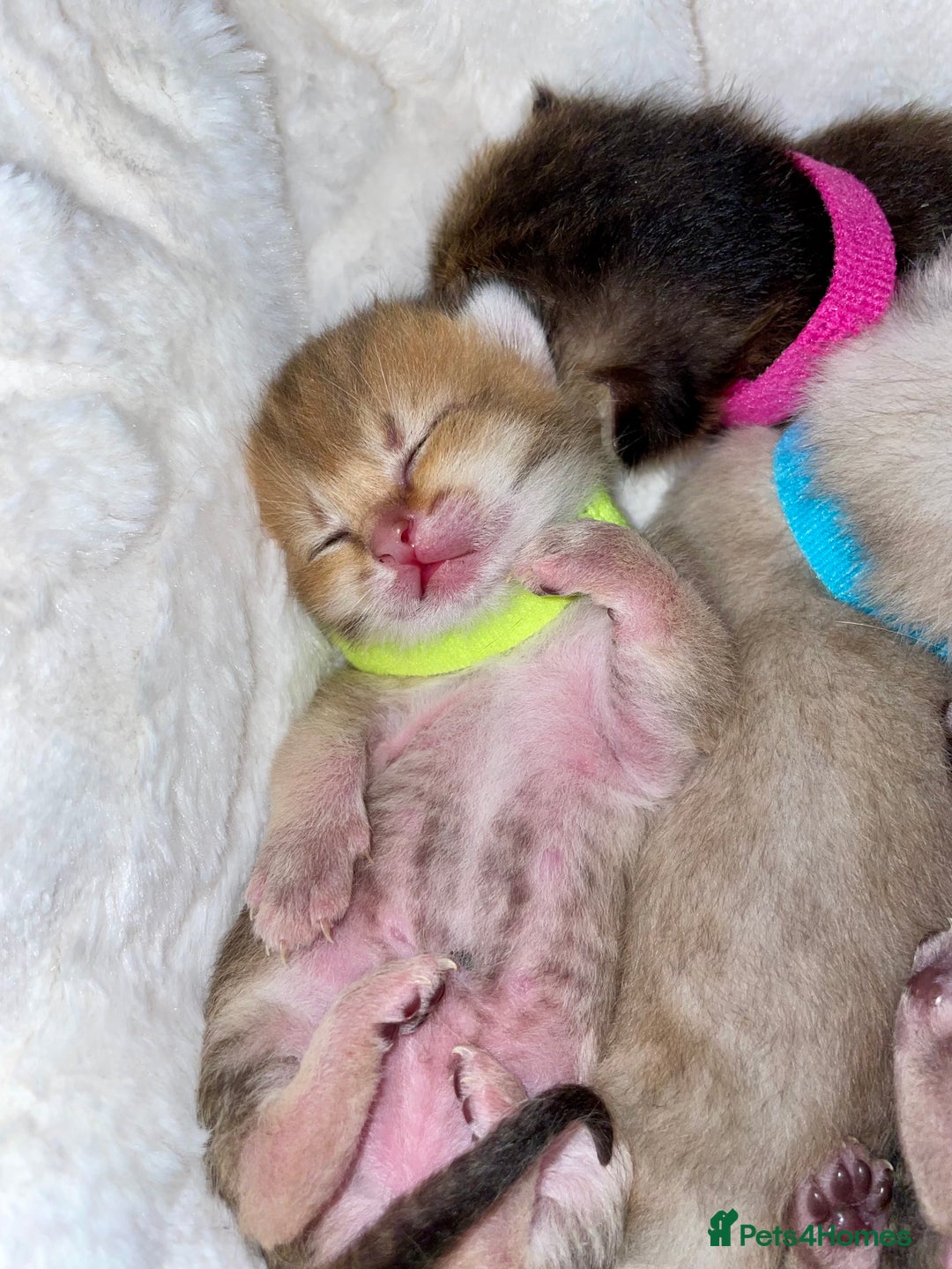 British Shorthair cats for sale: Chunky British shorthair  - Advert 14