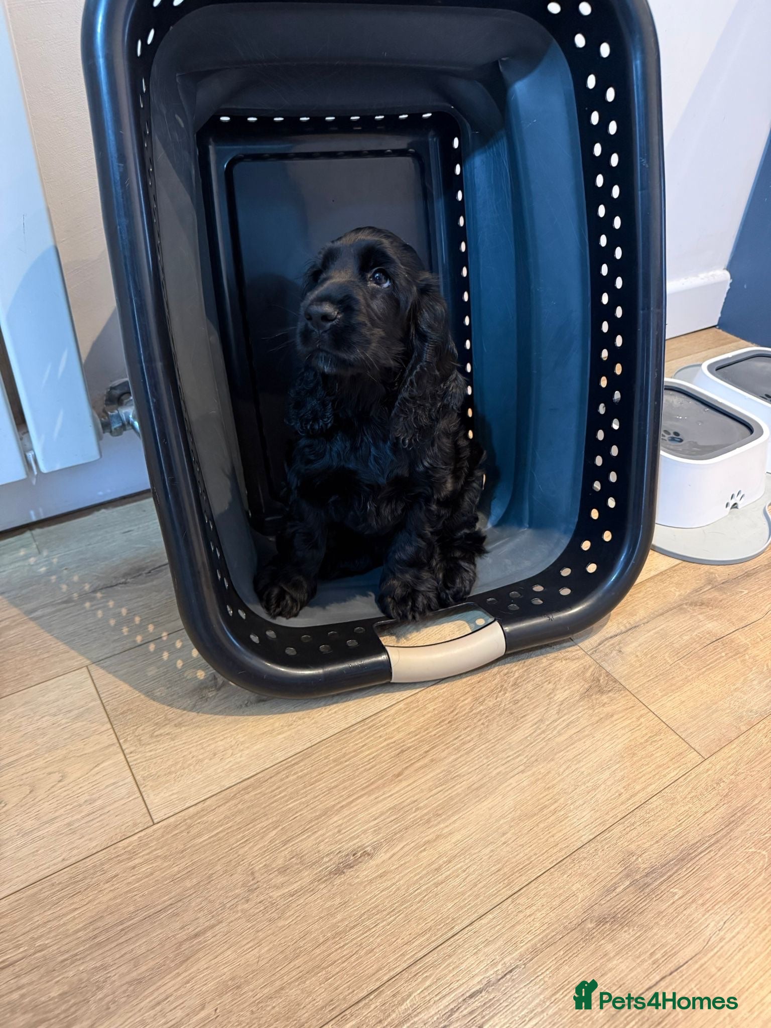Cocker Spaniel dogs 🐾 1 LITTLE BOY LEFT KC Registered Show Cocker 🐾  - Advert 2