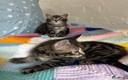 Mixed Breed cats for sale: Playful kittens ready to leave! - Image 22
