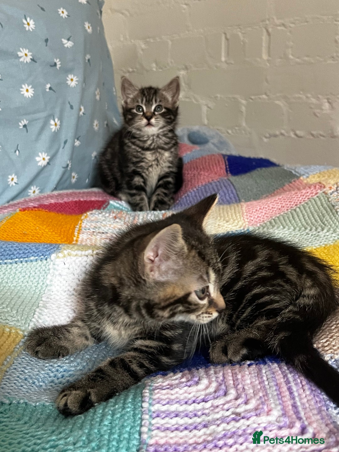 Mixed Breed cats for sale: Playful kittens ready to leave! - Image 22