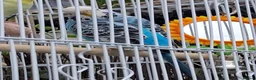 Budgerigars birds for sale: 2 female budgies, 1 yellow,   in Castleford - Advert 5
