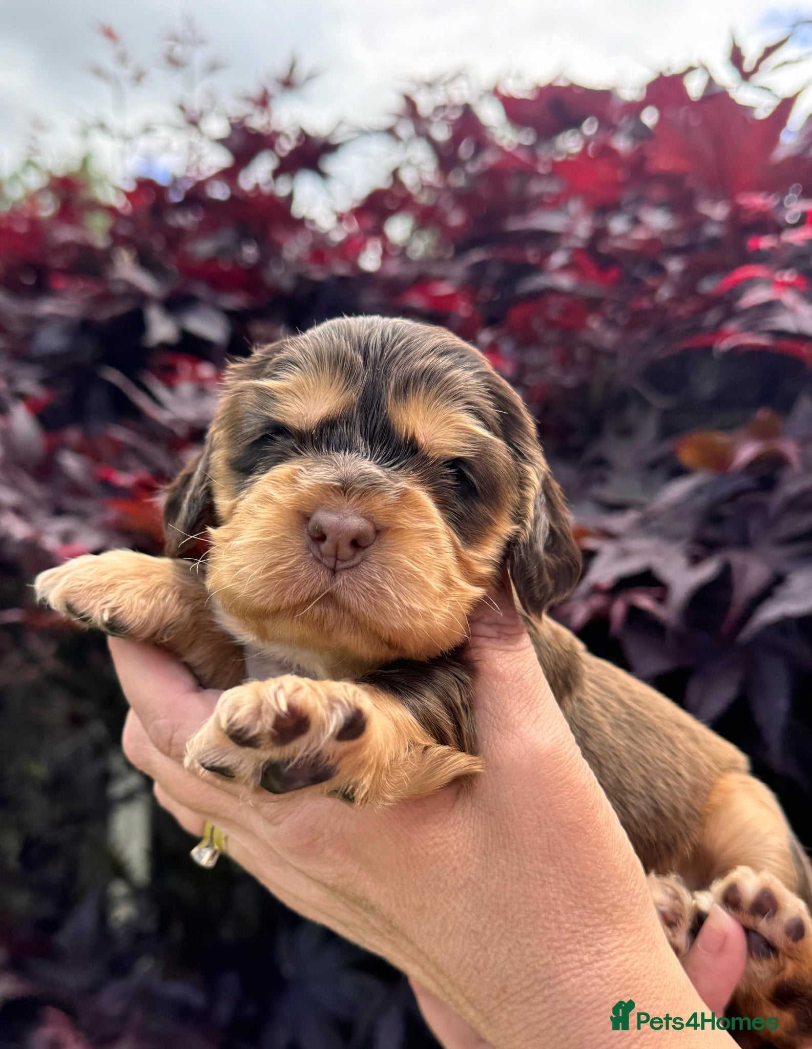 Cocker Spaniel dogs 💜💛🩷 OUTSTANDING KC SHOW COCKER SPANIELS 🌟 - Advert 2