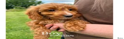 Cockapoo dogs for sale: Gorgeous F1 Cockapoo puppies  - Advert 14