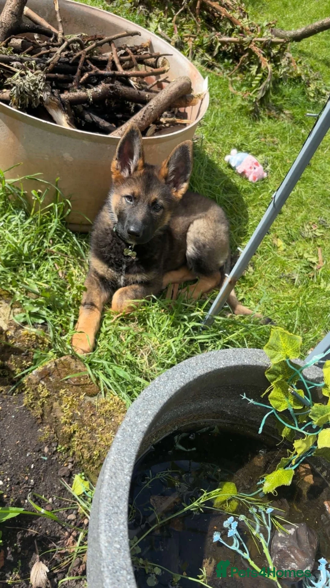 German Shepherd dogs for sale: Kenzo in Halifax - Advert 2