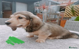Miniature Dachshund dogs for sale: Long haired Shaded cream, 5 ⭐ licenced breeder - Image 7