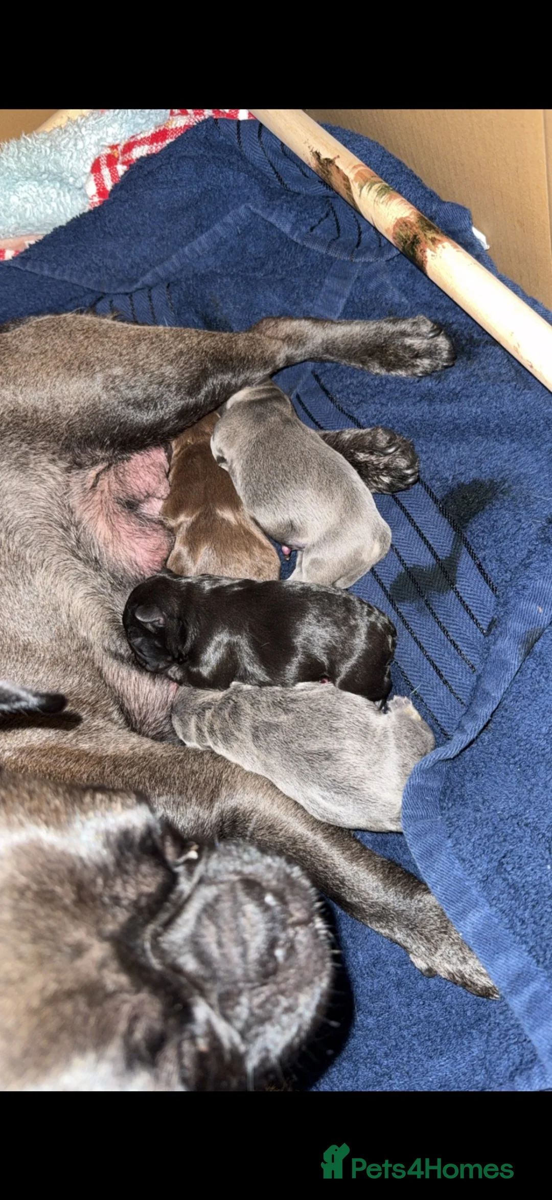 Frug dogs for sale: French bull dogs  - Advert 2