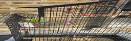 Conures birds for sale: Beautiful Green Cheek Conure with complete setup in London - Advert 4