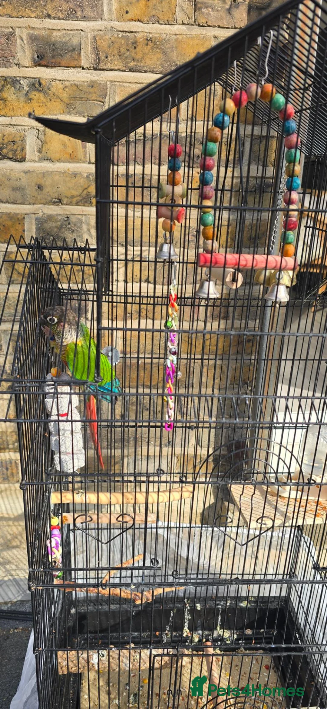Conures birds for sale: Beautiful Green Cheek Conure with complete setup in London - Advert 4
