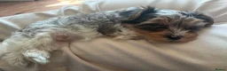 Yorkshire Terrier dogs for sale: Three Beautiful Little Yorkshire Terrier Puppies in Exeter - Advert 4