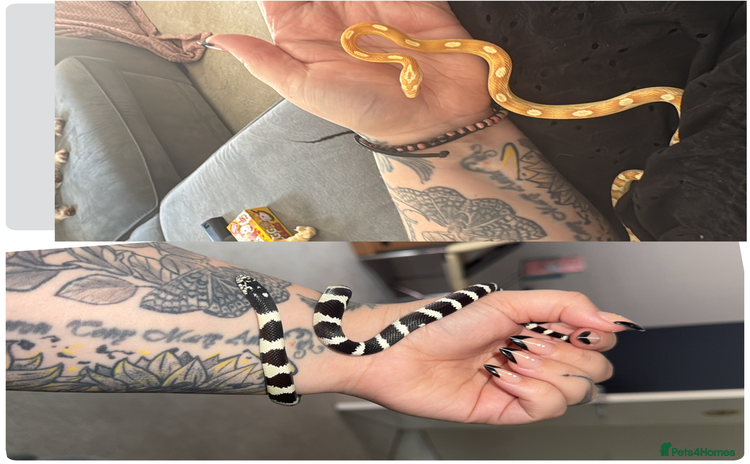 King Snake reptiles - Advert 1